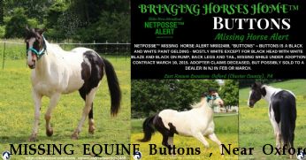 MISSING EQUINE Buttons , Near Oxford, PA, 19363